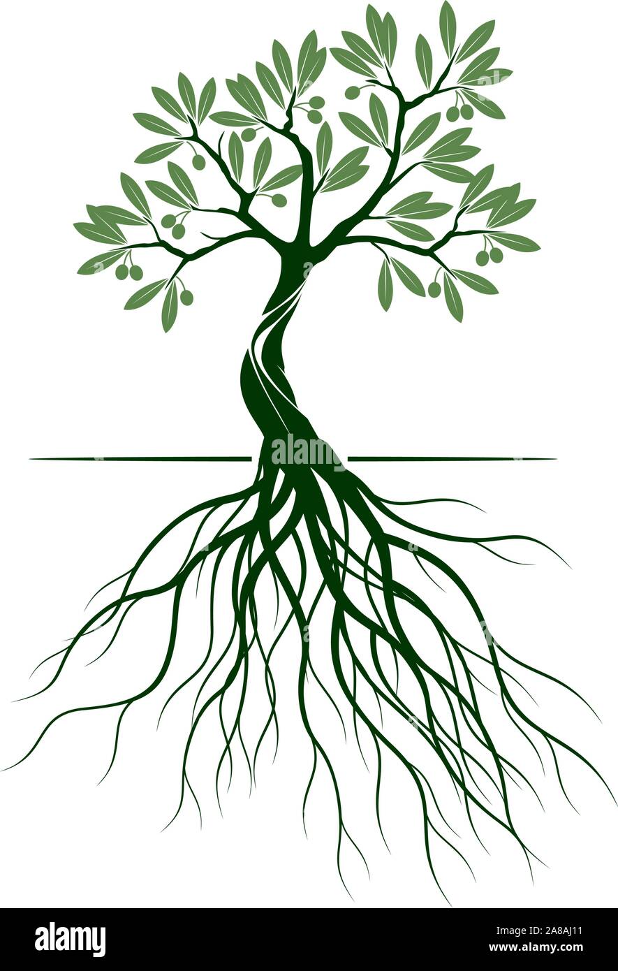 Verde Oliva isolato albero su sfondo bianco. Illustrazione Vettoriale e concetto pittogramma. Impianto in giardino. Illustrazione Vettoriale