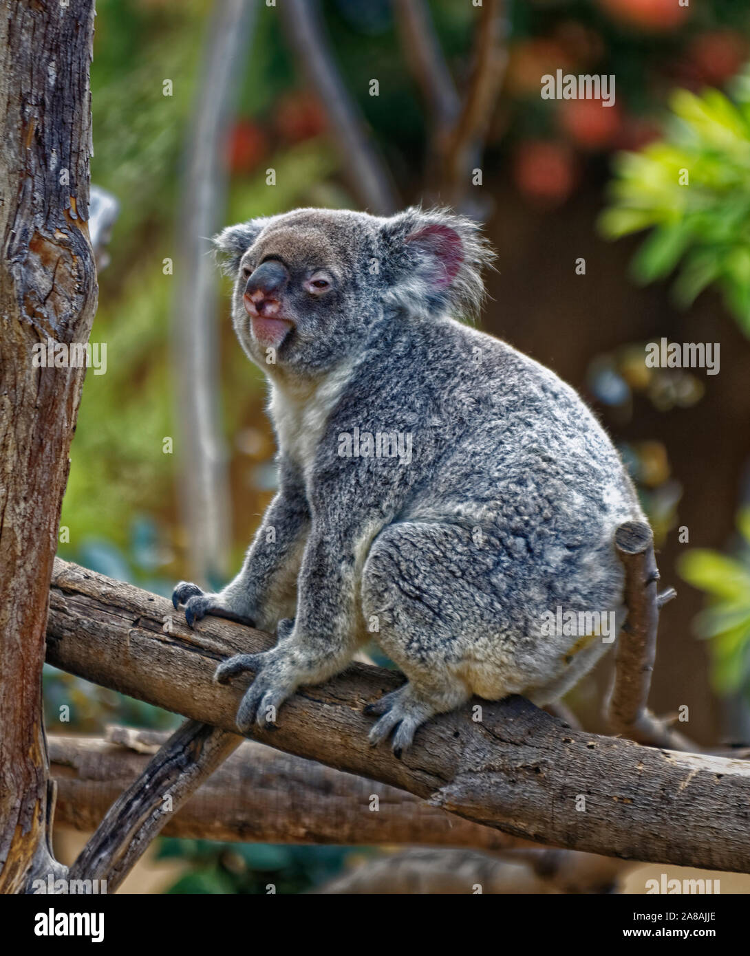 Ritratto di Koala che mostra un Koala sul ramo dell'albero con sfondo sfocato. Foto Stock