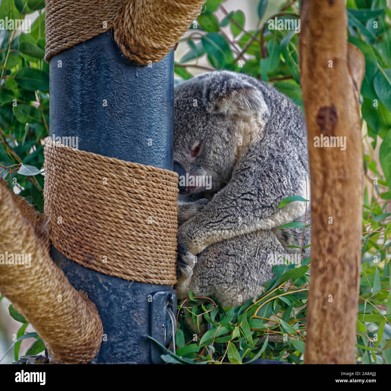 Ritratto di Koala che mostra un Koala che dorme sul ramo dell'albero con sfondo sfocato. Foto Stock