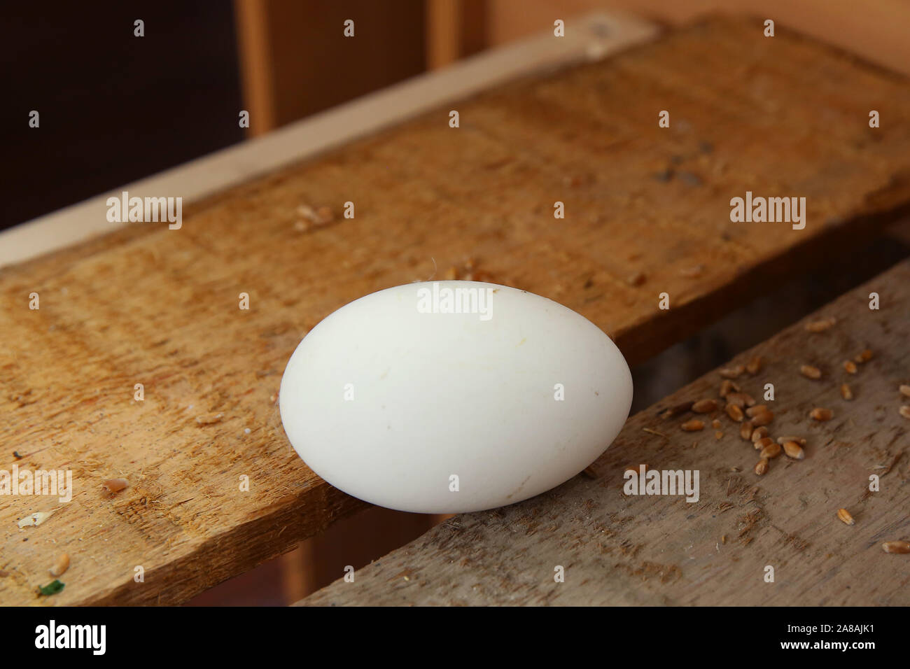 Uovo bianco porre sul tavolo di legno, soft focus. Close-up uovo bianco porre sul tavolo di legno.uno bianco crudo uovo che posa su di un tagliere di legno . Foto Stock