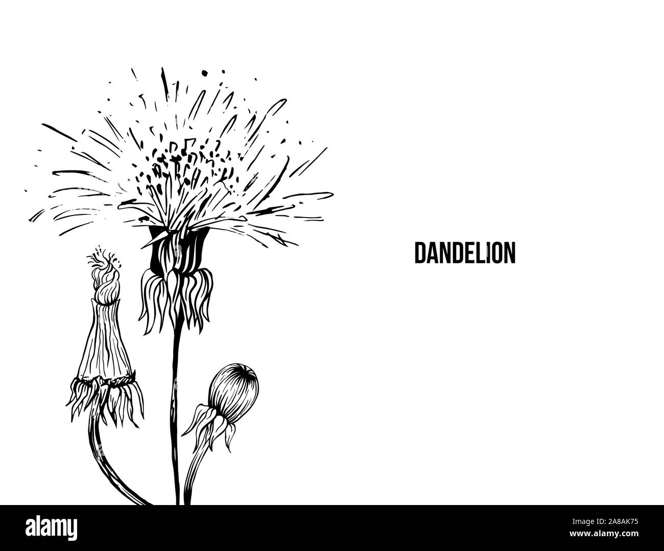 Fioritura tarassaco freehand illustrazione vettoriale. Molla di impianto di miele millefiori, contorno. Fragile estate fiore, foglie di tarassaco e petali di incisione in bianco e nero. Cartolina, poster elemento di design Illustrazione Vettoriale