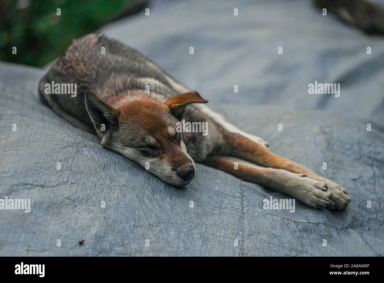 Un cane dorme su un coperchio di plastica nel piccolo paese di montagna di Sapa in Vietnam del Nord Foto Stock