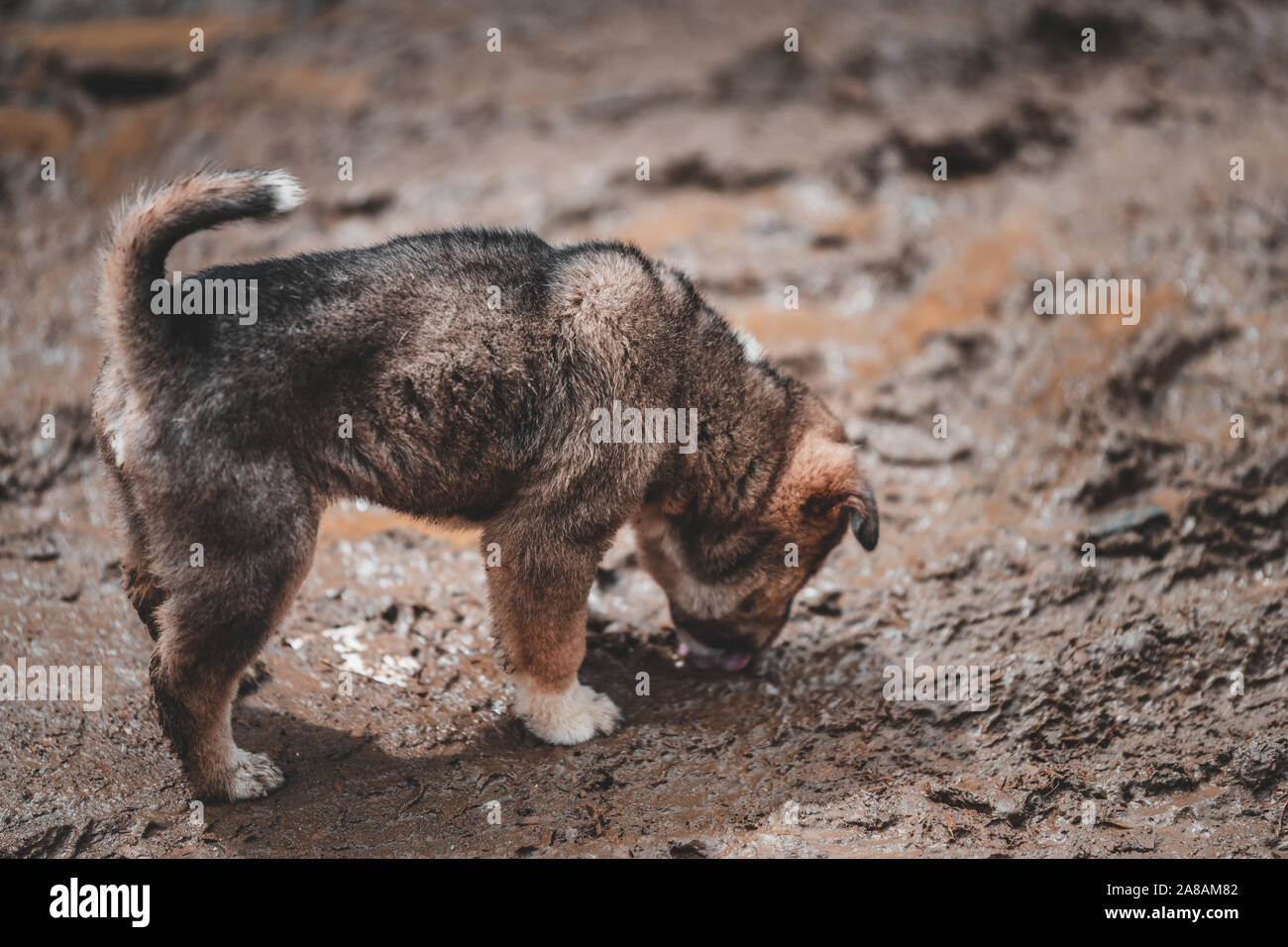 Un piccolo grazioso cucciolo è abbandonata nella regione di montagna di Sapa in Vietnam è affamato e cerca di cibo Foto Stock