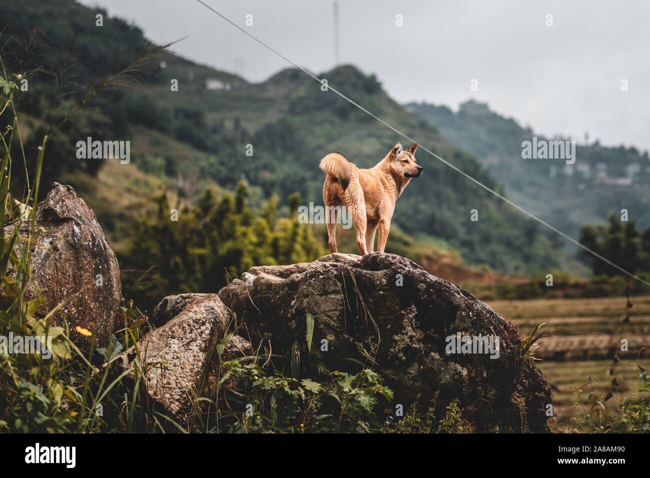 Un lone cane randagio trovato nelle montagne intorno a Sapa in Vietnam del Nord, Asia. Foto Stock
