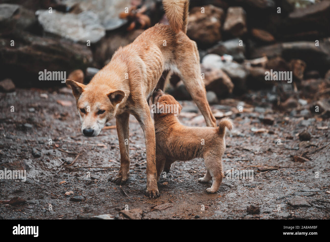 Un piccolo grazioso cucciolo bevande dalla madre come la ricerca di cibo dopo essere stato lasciato stray intorno a un edificio abbandonato Foto Stock