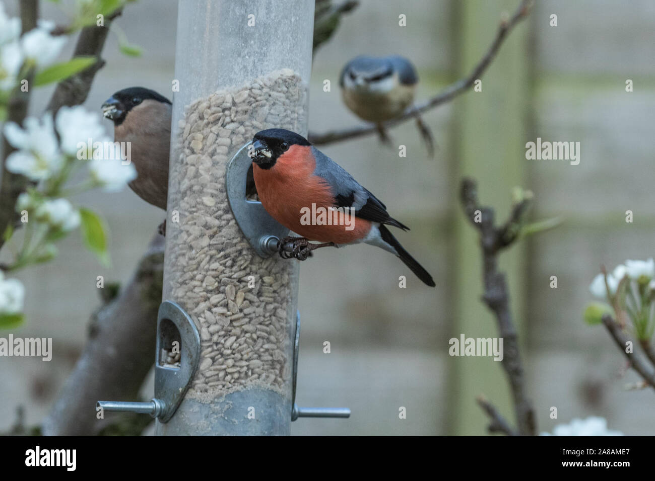 Un maschio e femmina bullfinch su un birdfeeder in un giardino inglese. Foto Stock