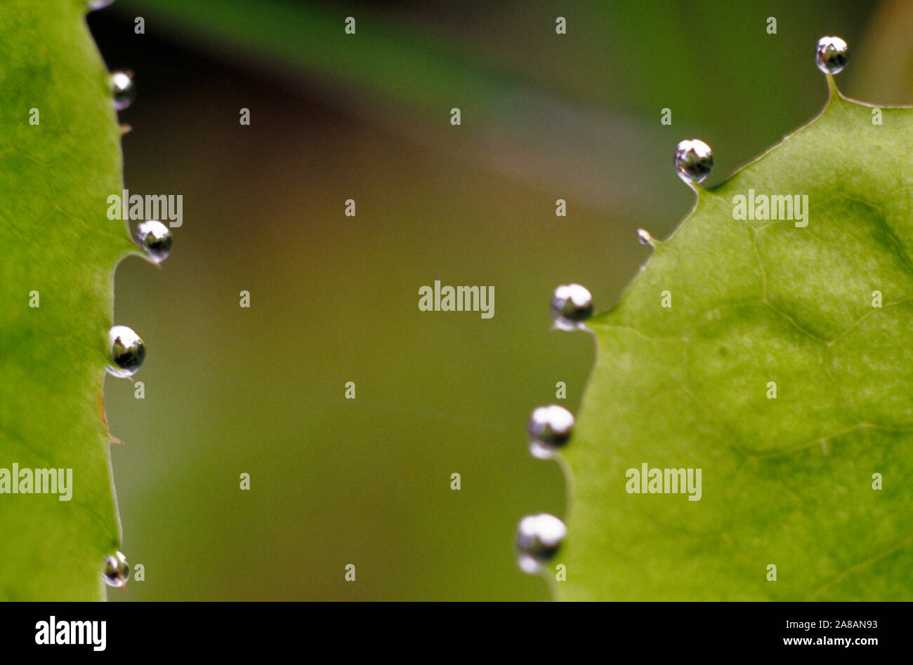 Extreme close-up di gocce di rugiada su foglie verdi Foto Stock