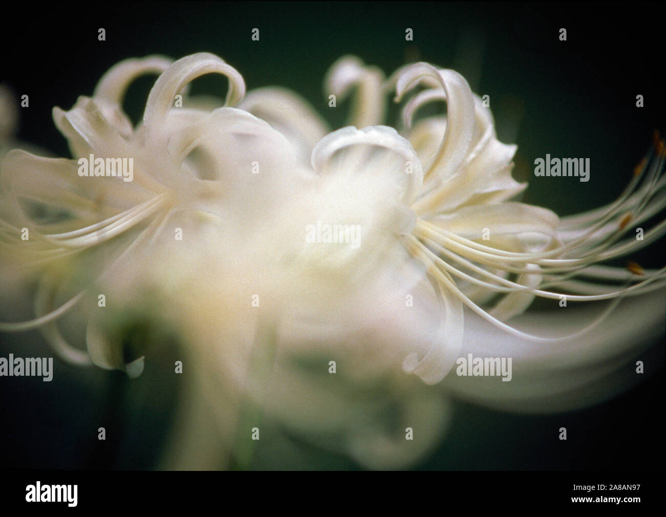 Extreme close-up di delicati fiori bianchi con stame Foto Stock