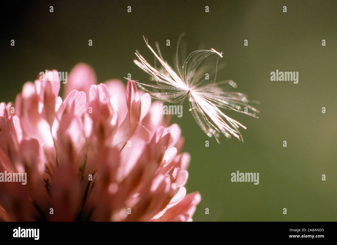 Extreme close-up di fiori rosa e sementi Foto Stock