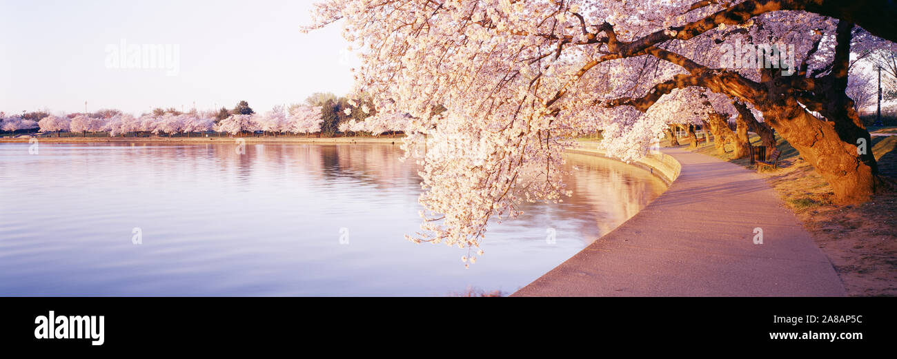 Vista della fioritura degli alberi vicino alla piscina, Tidal Basin, Washington DC, Stati Uniti d'America Foto Stock