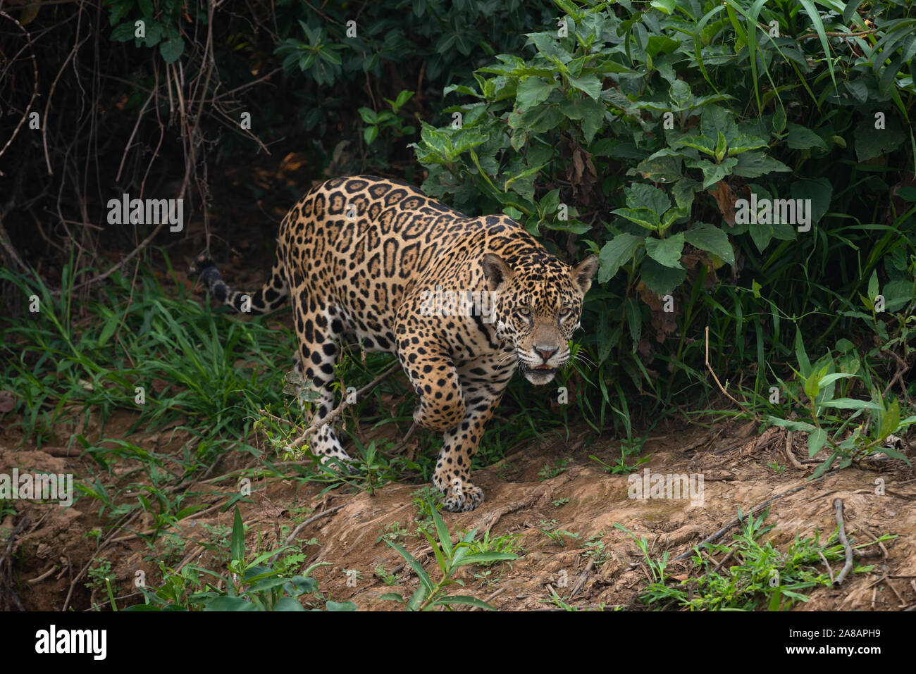 Wild Jaguar da Pantanal del Nord, Brasile Foto Stock