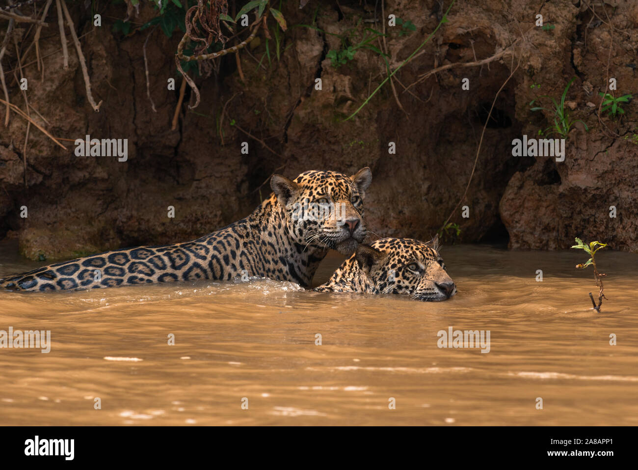 Due giaguari (fratelli) nuotare in un fiume di Pantanal del Nord, Brasile Foto Stock