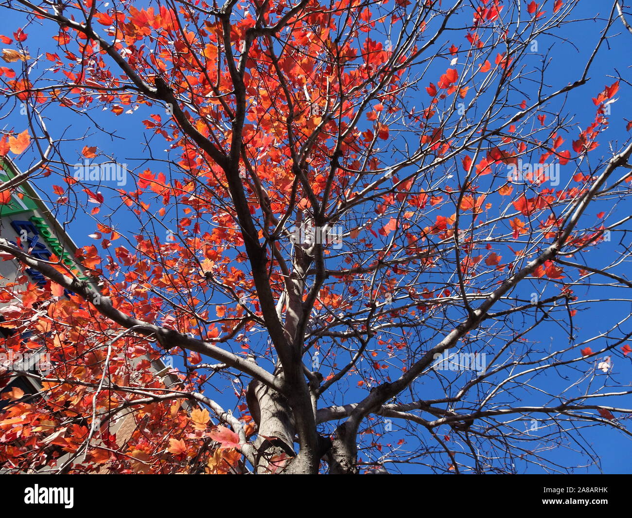 Orange Foglie di autunno contro un cielo blu Foto Stock