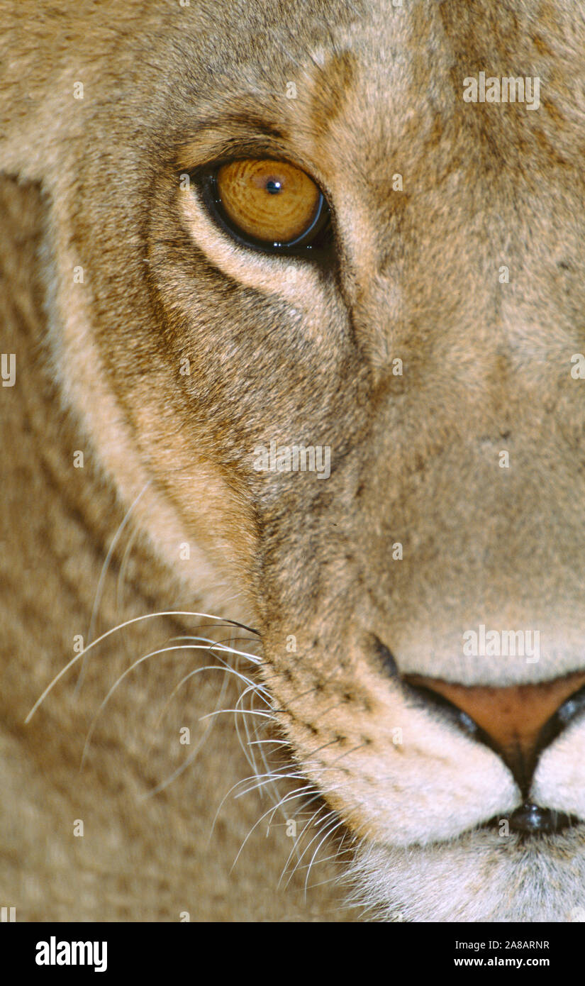 Close up della leonessa, Tanzania Africa Foto Stock