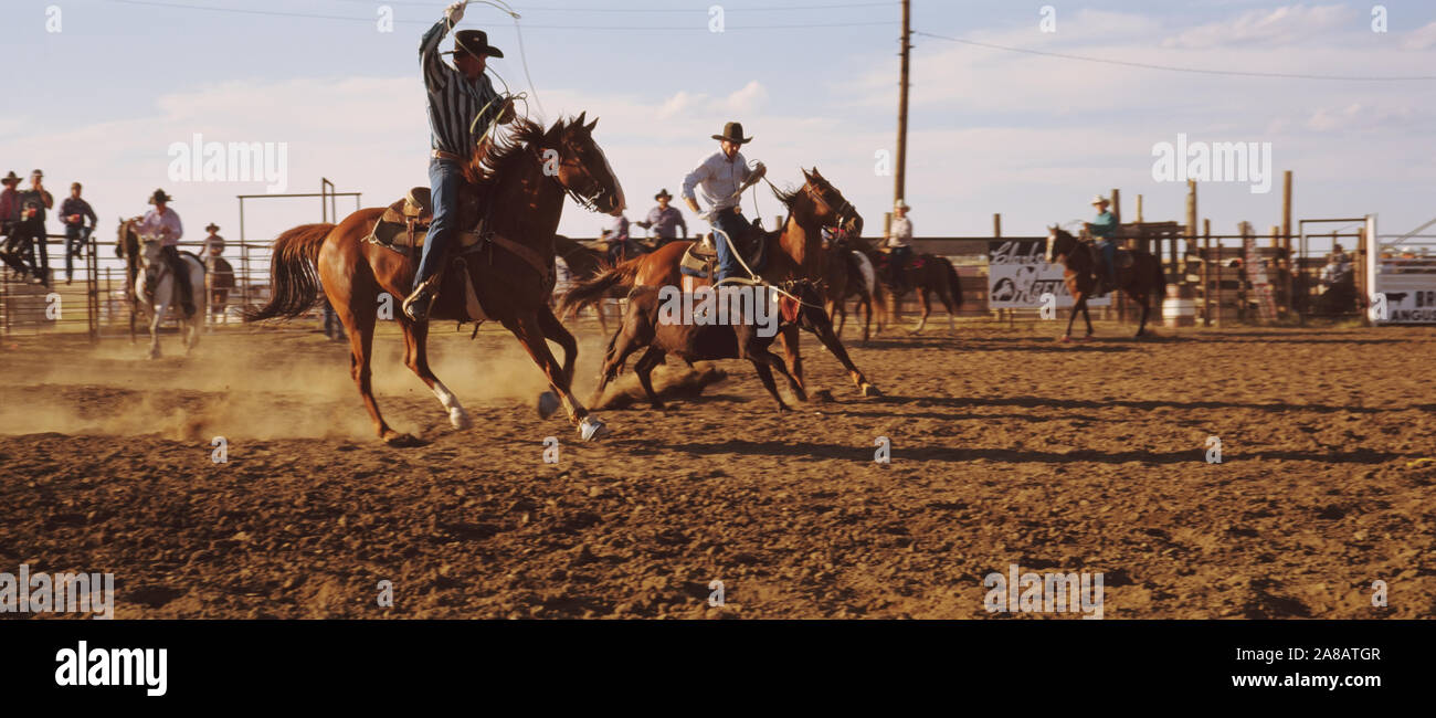 I cowboys Roping un vitello, il Dakota del Nord, STATI UNITI D'AMERICA Foto Stock