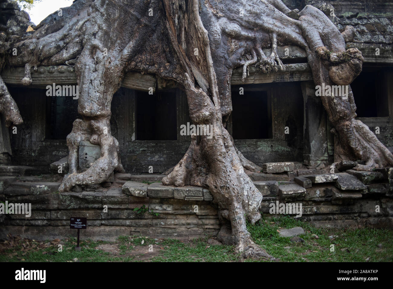 Il bayan radici di albero che cresce sull'Preah Khan le pareti del tempio, Angkor Wat, Siem Reap, Cambogia. Foto Stock