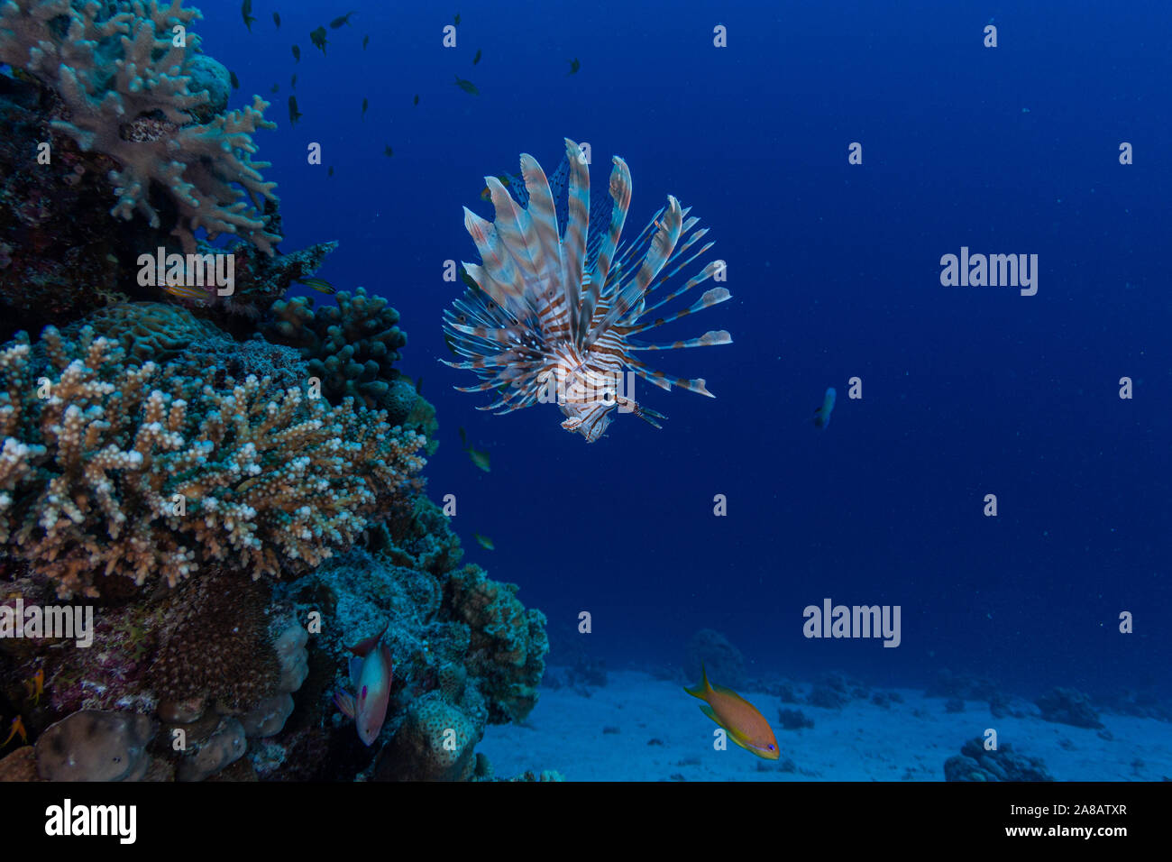 Leone in acqua blu vicino alla barriera corallina in Egitto Foto Stock
