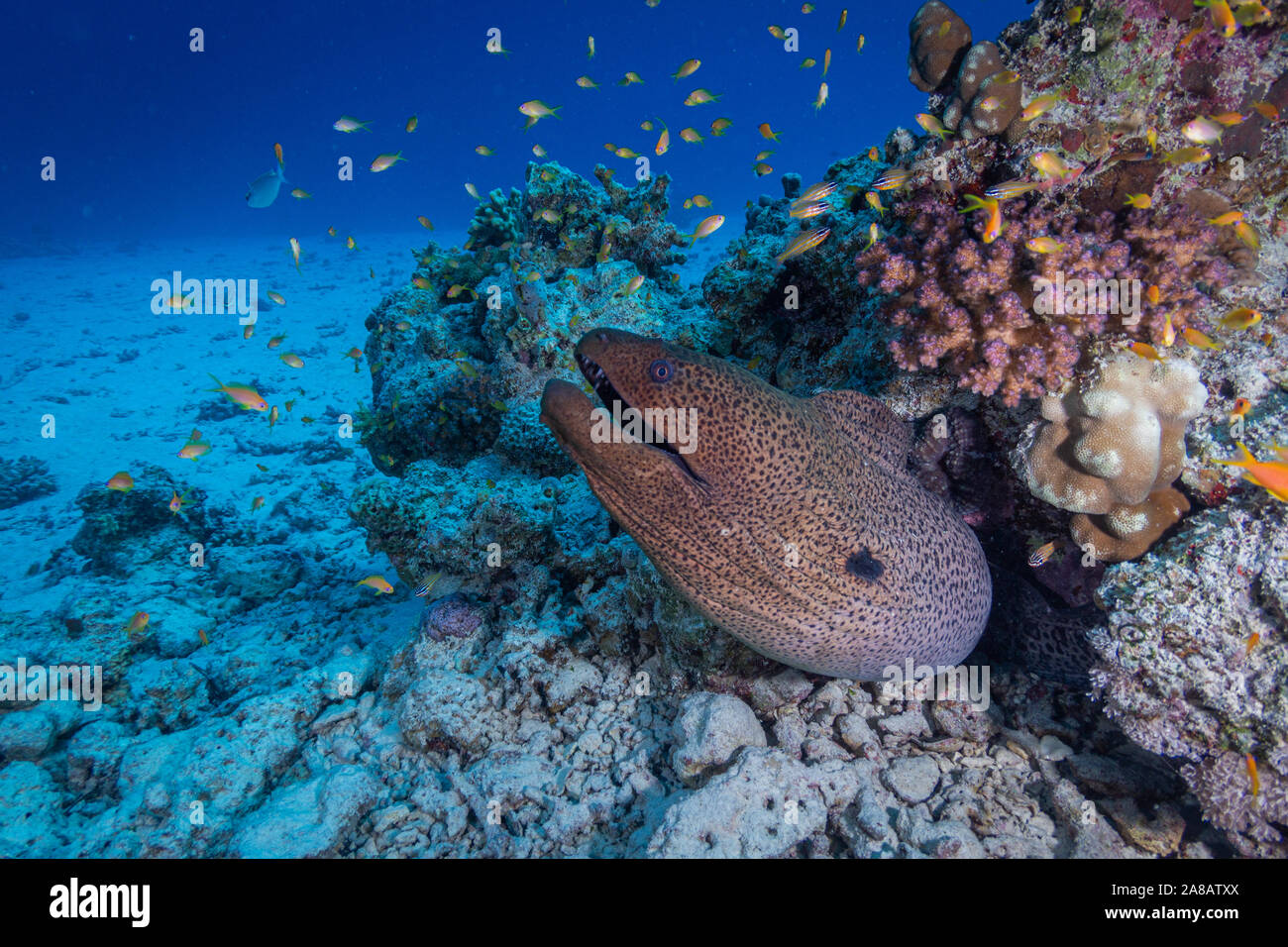 Murena Gigante nella barriera corallina Foto Stock