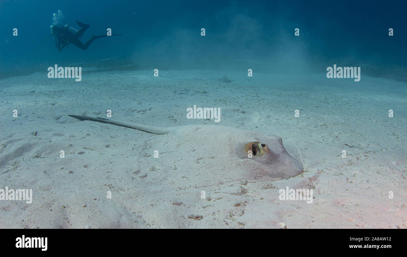 Stingray in acque poco profonde mentre scubadiving Foto Stock
