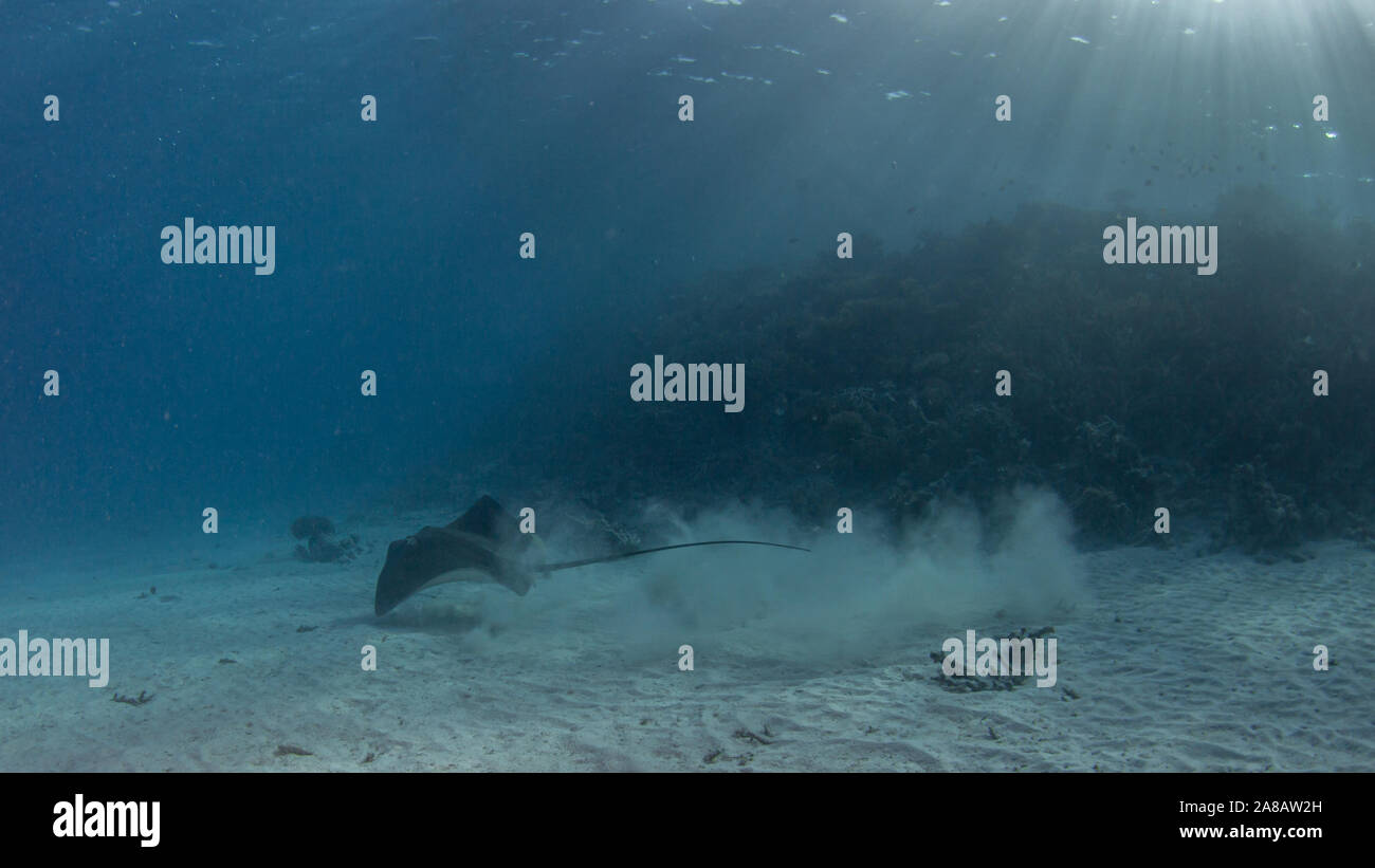 Stingray in acque poco profonde mentre scubadiving Foto Stock