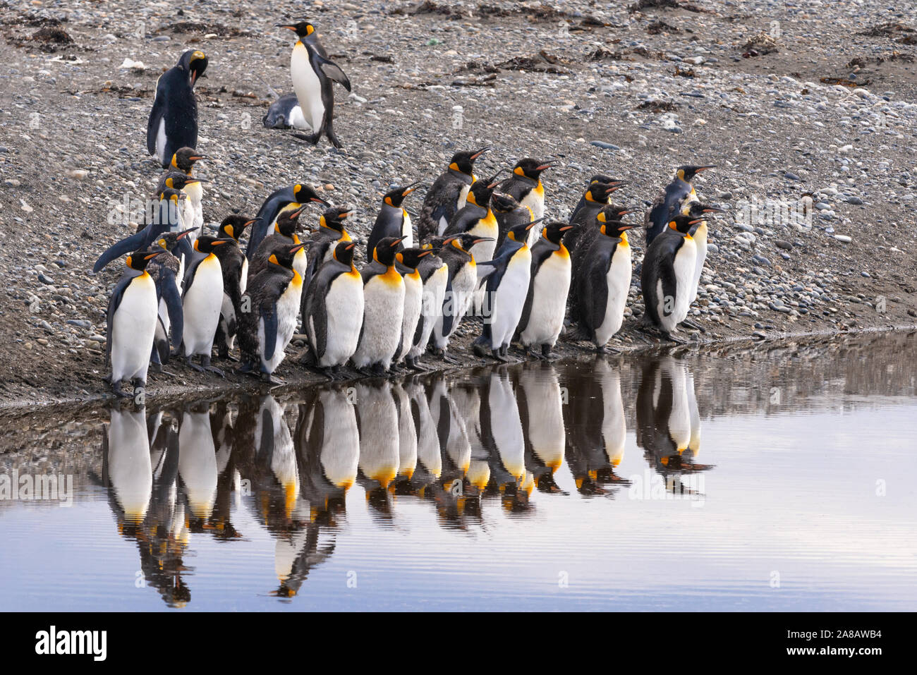 Un piccolo allevamento di colonia di pinguini re in inutili Bay, Tierra del Fuego, Cile Foto Stock