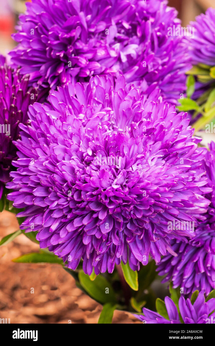 Close up Aster testa fiore Borgogna serie di Gala una varietà di completamente a doppia puntaspilli tipo un annuale che è ideale come un fiore reciso. Foto Stock