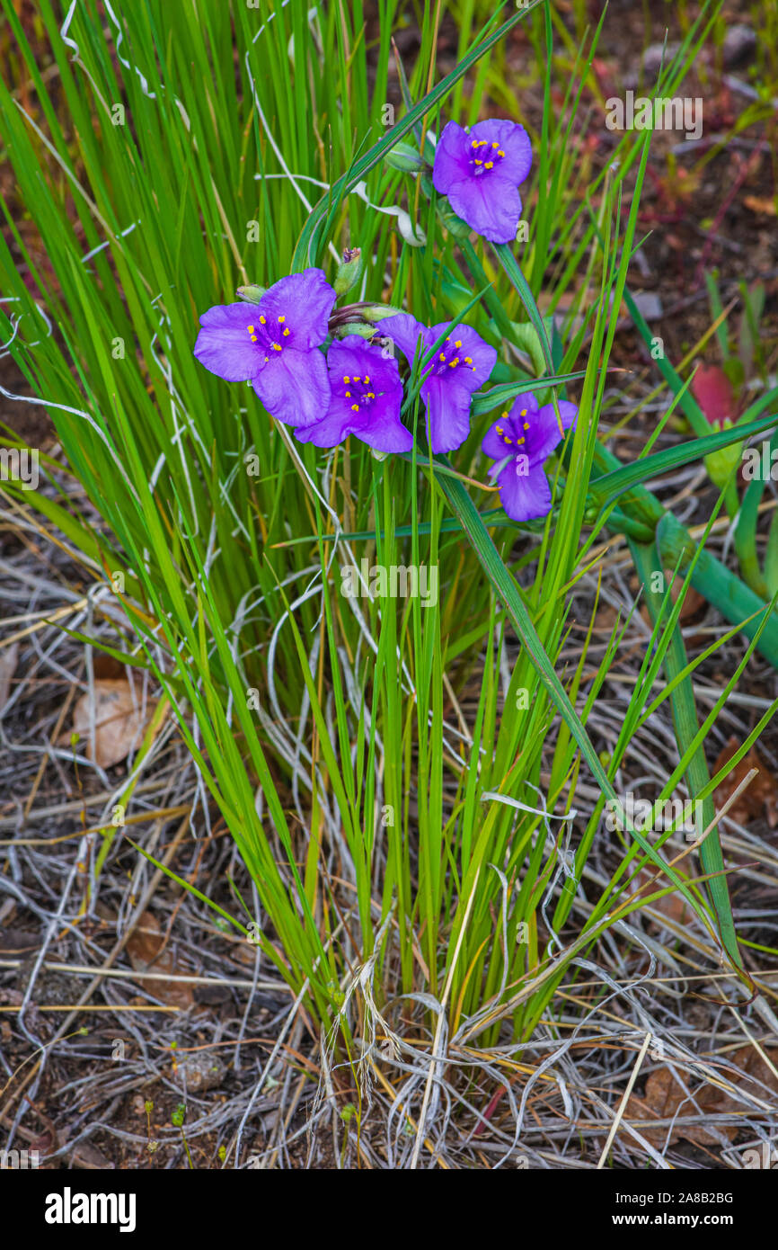 Spiderwort fiori selvatici, Mesa Gateway Open Space Park, Castle Rock Colorado US. Foto scattata in giugno. Foto Stock
