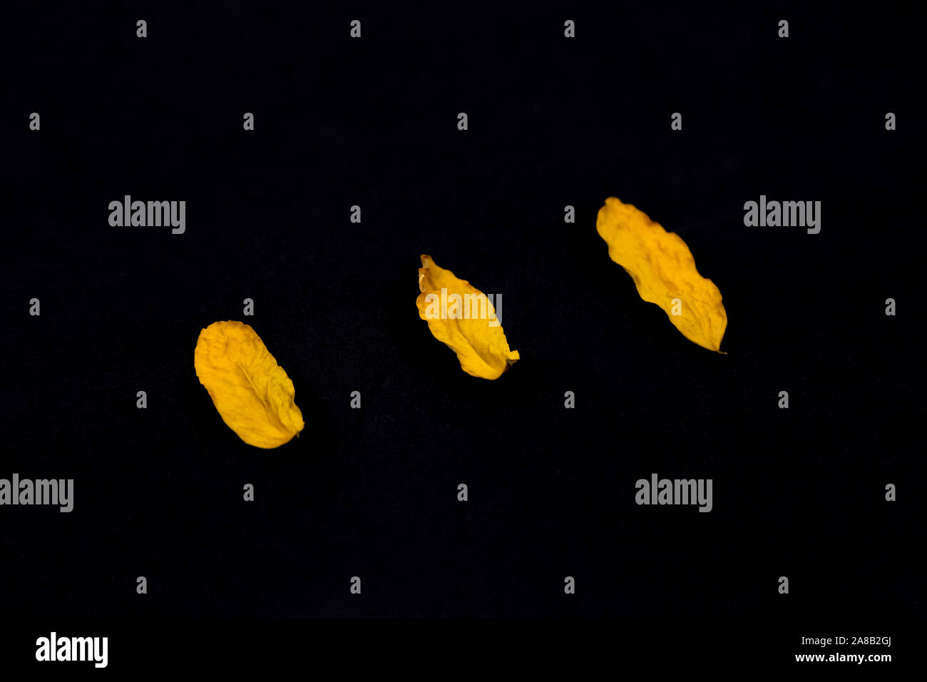 Tre gialli di foglie, sfondo nero. Foglie di colore giallo su sfondo nero, vista perfetta del gambo, vene, texture e silhoutte con copia spazio per il testo. Foto Stock