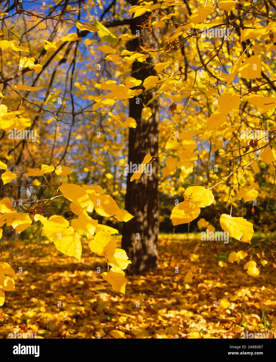 Close-up di foglie di giallo di un albero, Stoccarda, Baden-Württemberg, Germania Foto Stock
