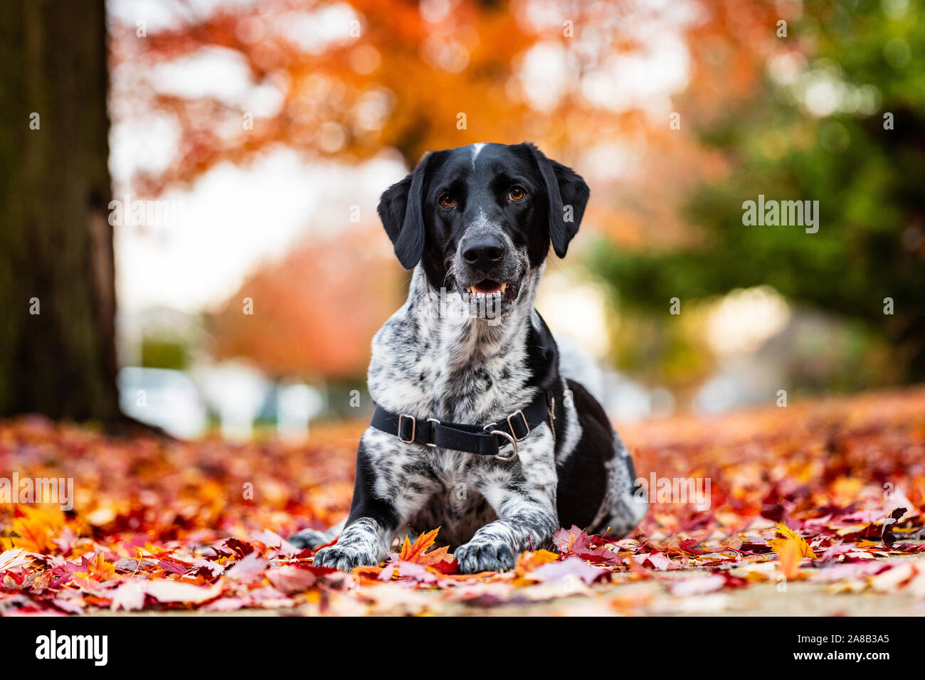 Un bianco e nero cane posa in colorate Foglie di autunno. Foto Stock