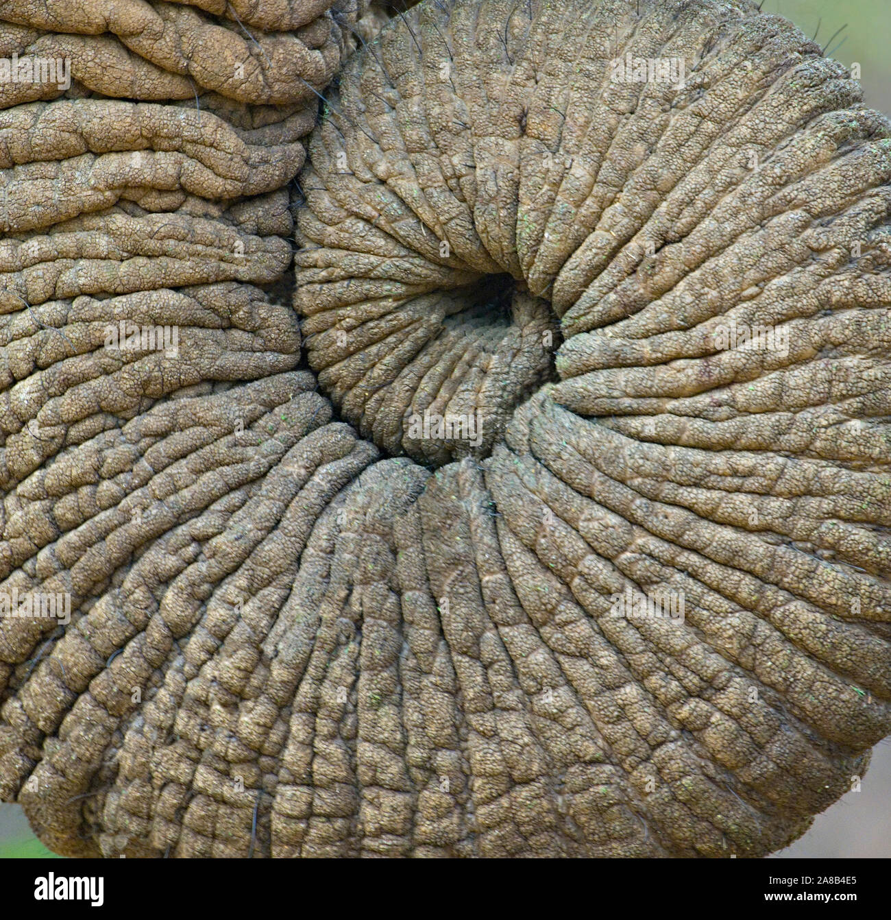 Close-up di una proboscide, Ngorongoro Conservation Area, Regione di Arusha, Tanzania Foto Stock