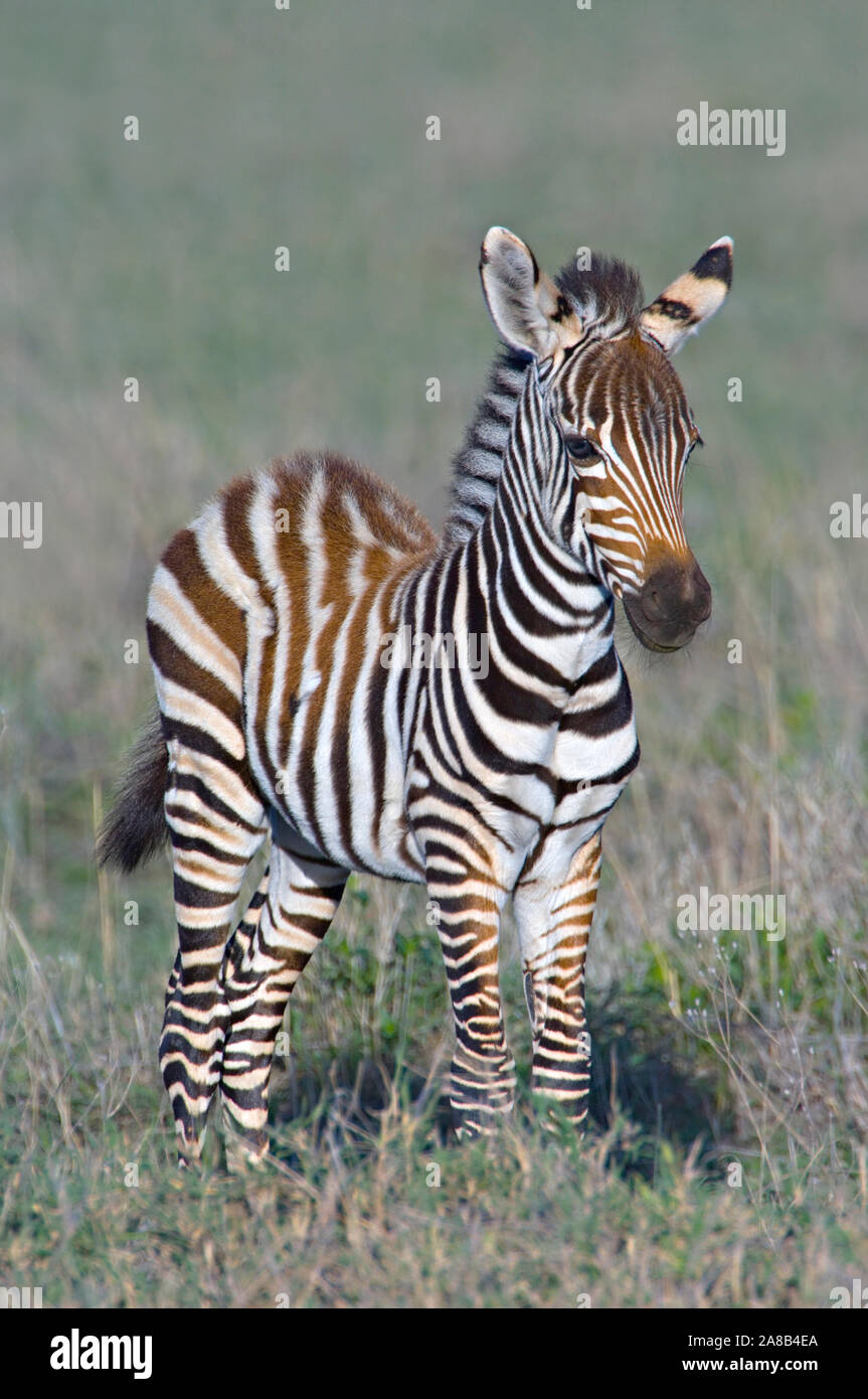 La Burchell Zebra puledro, Ngorongoro Conservation Area, Tanzania Africa Foto Stock