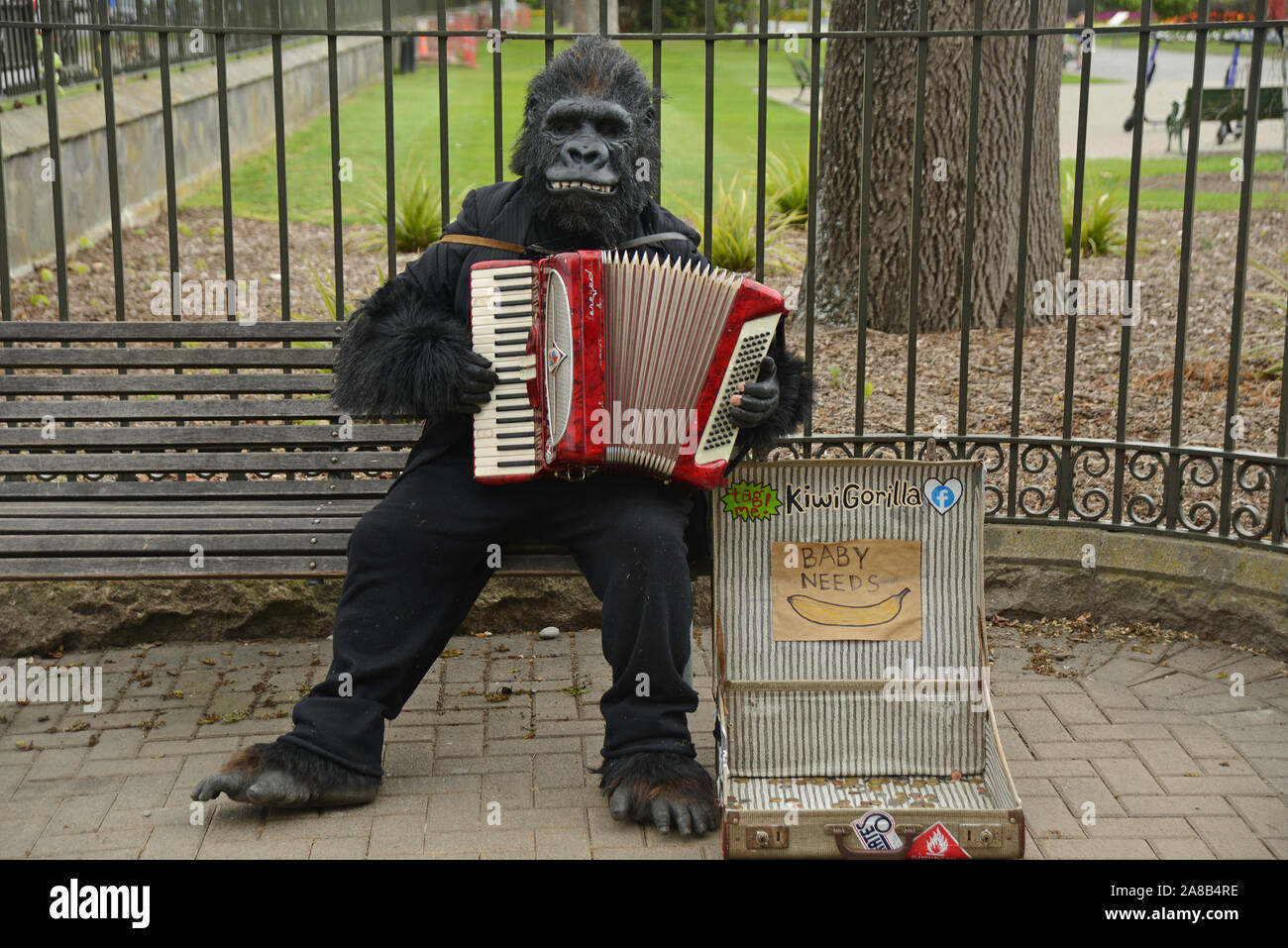 CHRISTCHURCH, Nuova Zelanda, 12 ottobre 2019: un uomo vestito con una tuta di gorilla utilizza la sua abilità di musicista di strada al di fuori del museo di Christchurch Foto Stock