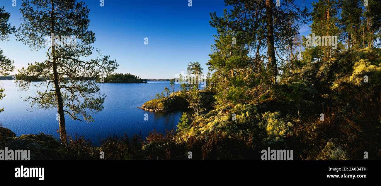 Alberi a lago, Lago Saimaa, Puumala, Finlandia Foto Stock