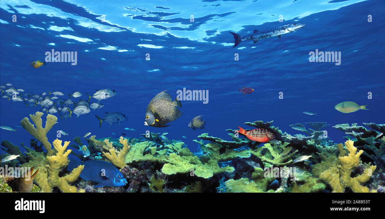 Scuola di pesce nuotare nel mare, Composito Digitale Foto Stock