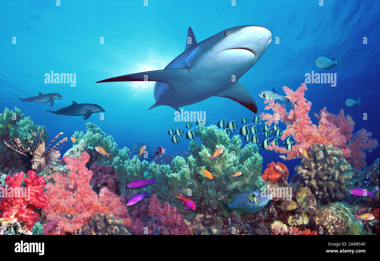 Basso angolo di visione di uno squalo di nuoto subacqueo, Indo-pacifico Ocean Foto Stock