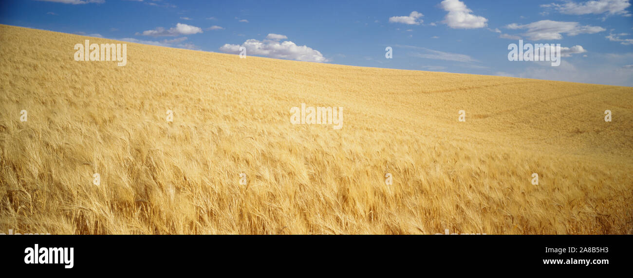 Campo di orzo mature, Contea di Spokane, nello Stato di Washington, USA Foto Stock