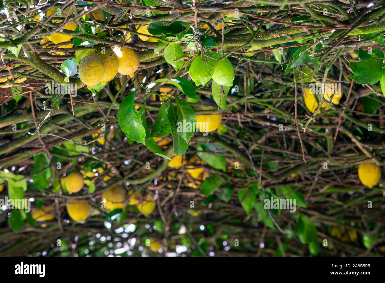 Il giallo dei limoni a giardino Festival, Ponte de Lima, Portogallo, Europa Foto Stock