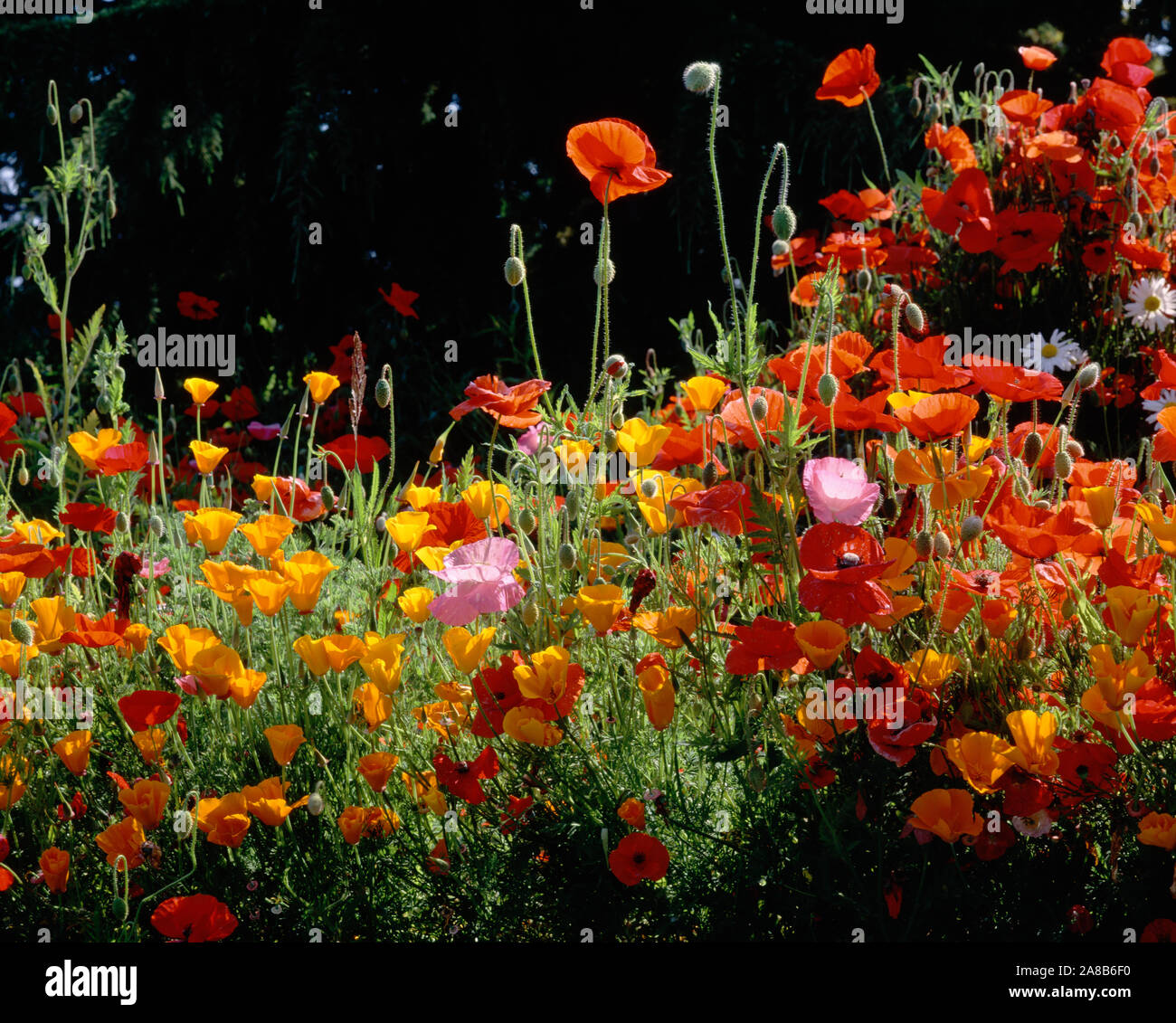 California Golden Papaveri (Eschscholzia californica) con l'Islanda Papavero (Papaver nudicaule) e mais di papavero (Papaver rhoeas) in un campo, Fidalgo Island, nello Stato di Washington, USA Foto Stock