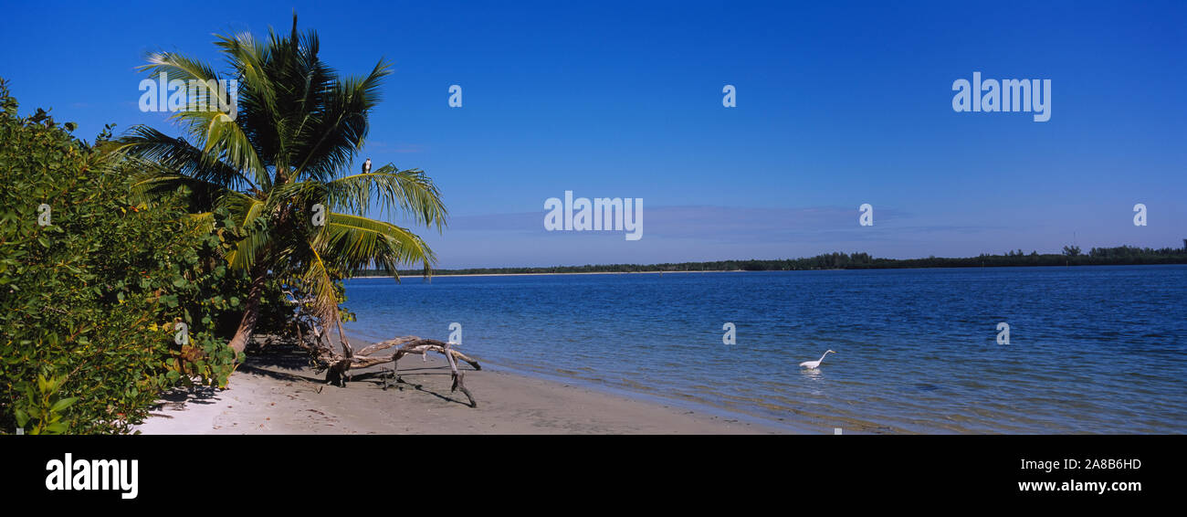 Le palme sulla spiaggia, Fort Myers Beach, Bowditch Punto Parco Regionale, Golfo del Messico, Florida, Stati Uniti d'America Foto Stock