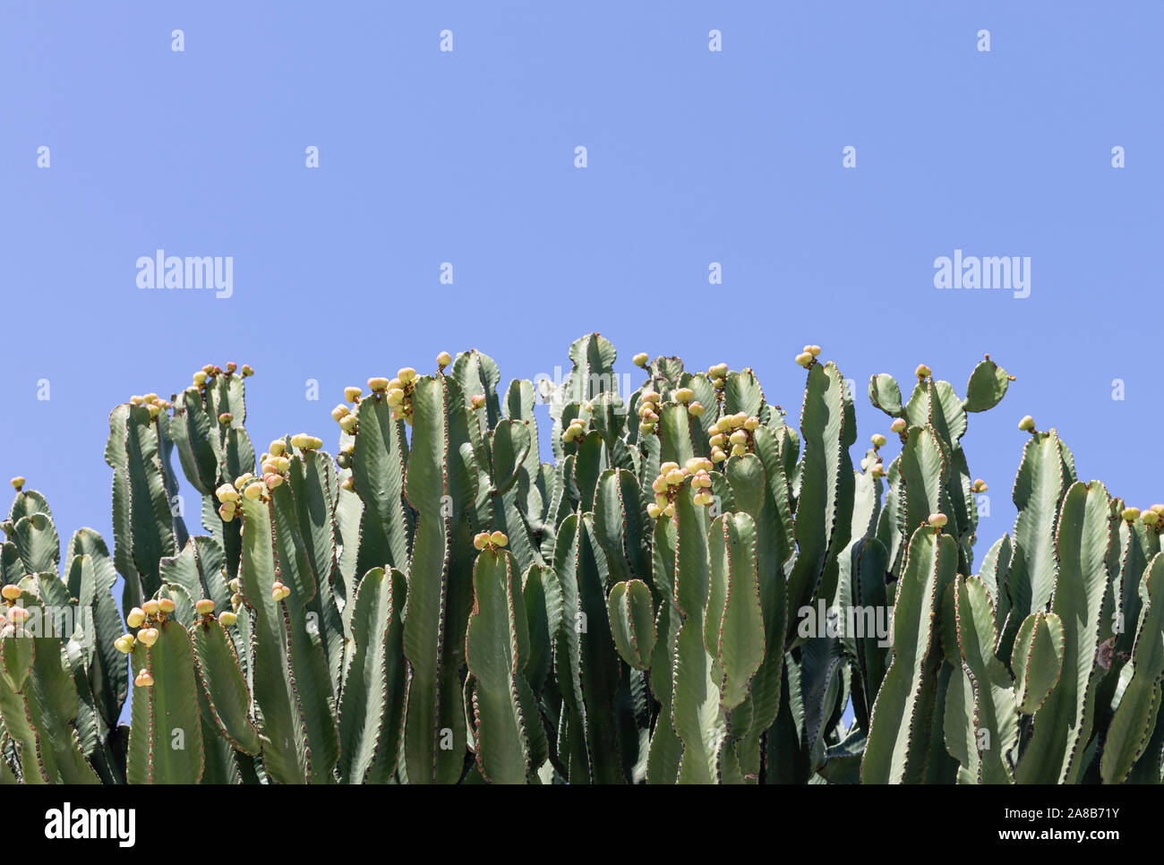 Grandi candelabri tree (Euphorbia candelabro) cactus con giallo boccioli di fiori e un cielo blu sullo sfondo Foto Stock