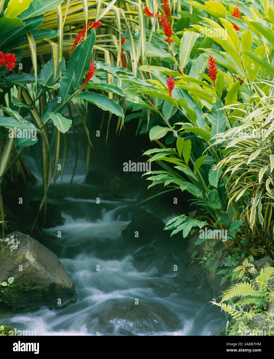 Cascata in una foresta, Tabacon, Costa Rica Foto Stock