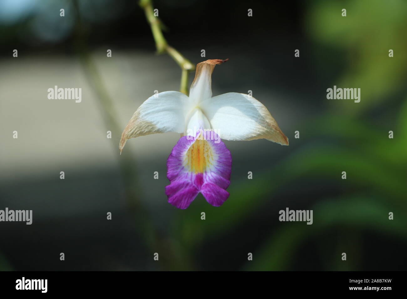 Orchidea bianca che perde la sua fioritura Foto Stock