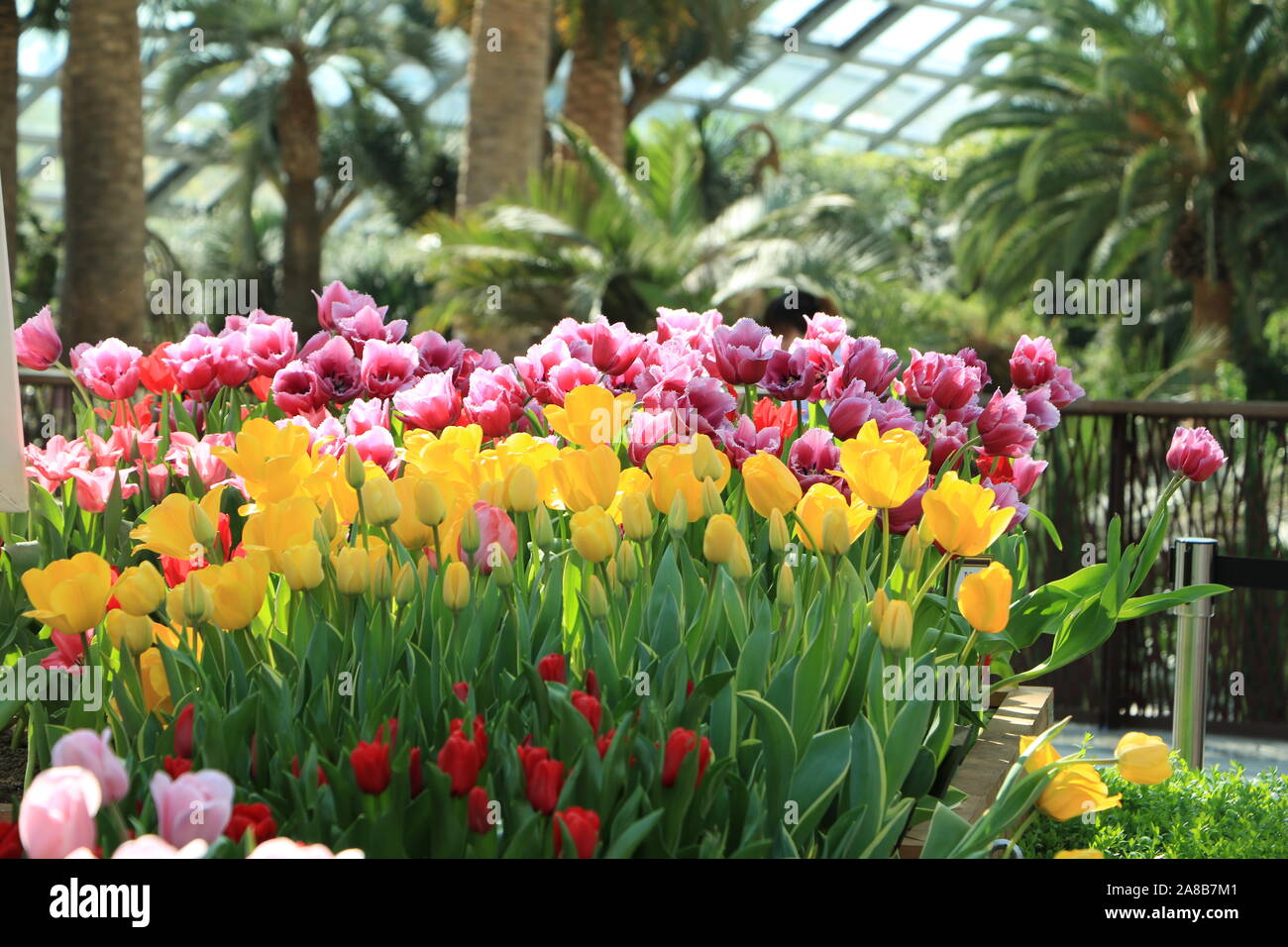 Giardino di tulipani in sfondo tropicale Foto Stock