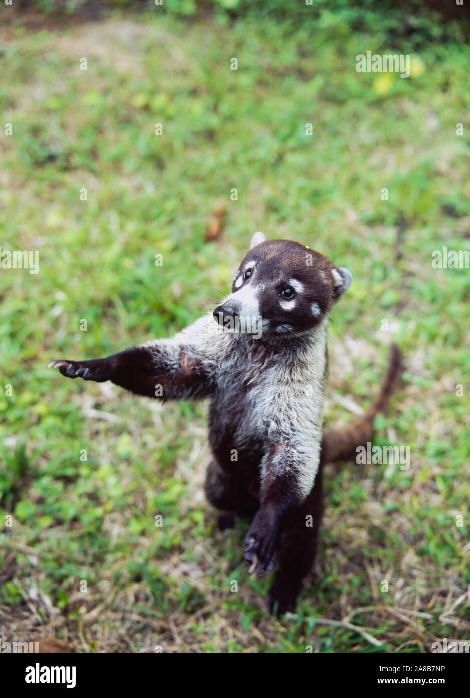 Close-up di un coati (Nasua nasua) allevamento fino in un parco, Costa Rica Foto Stock