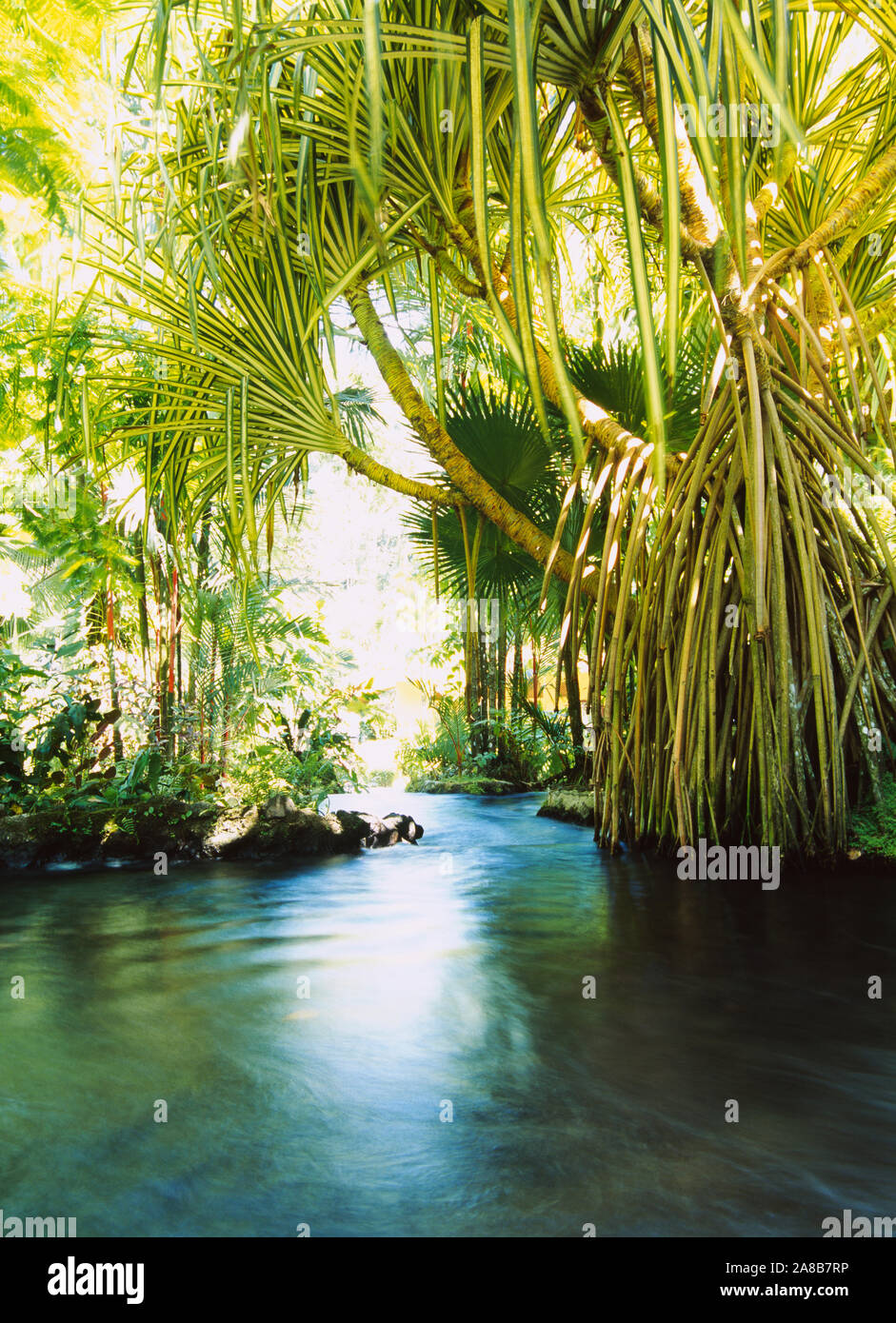 Palme sulla primavera calda, Tabacon, Costa Rica Foto Stock