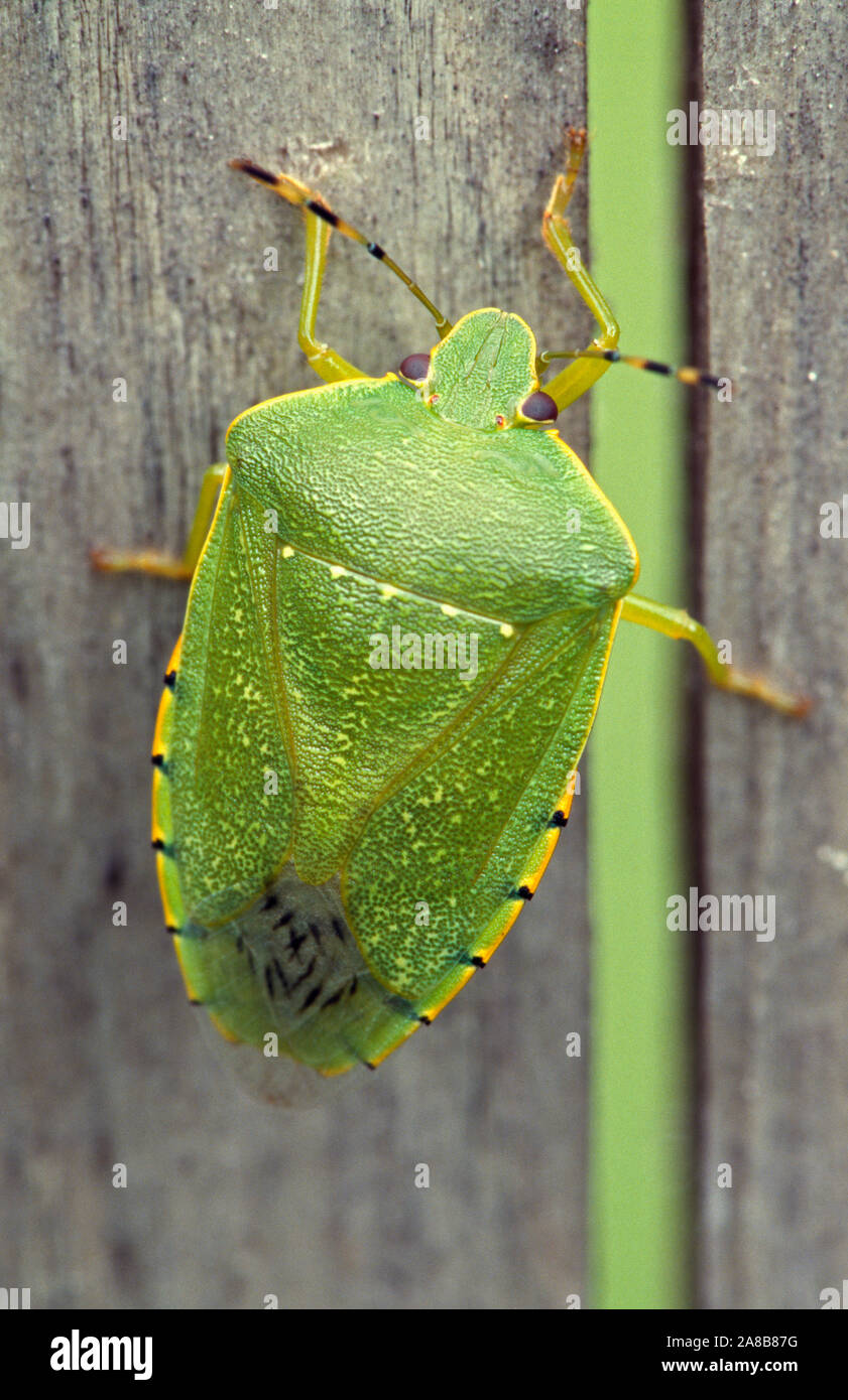 Close up stinkbug verde (Acrosternum hilare) su legno stagionato Foto Stock