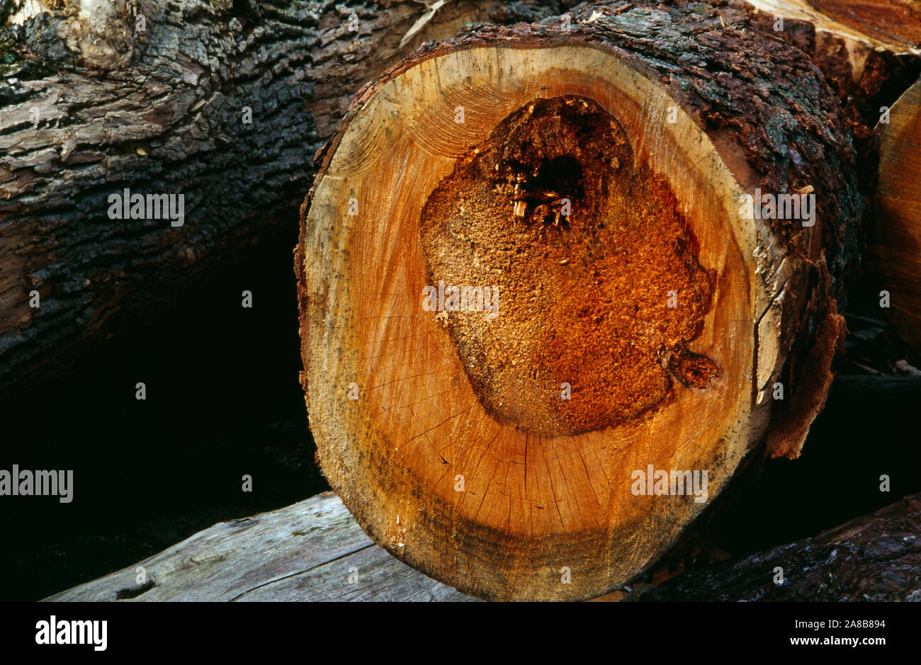 Close up di anelli annuali sul log tagliato Foto Stock