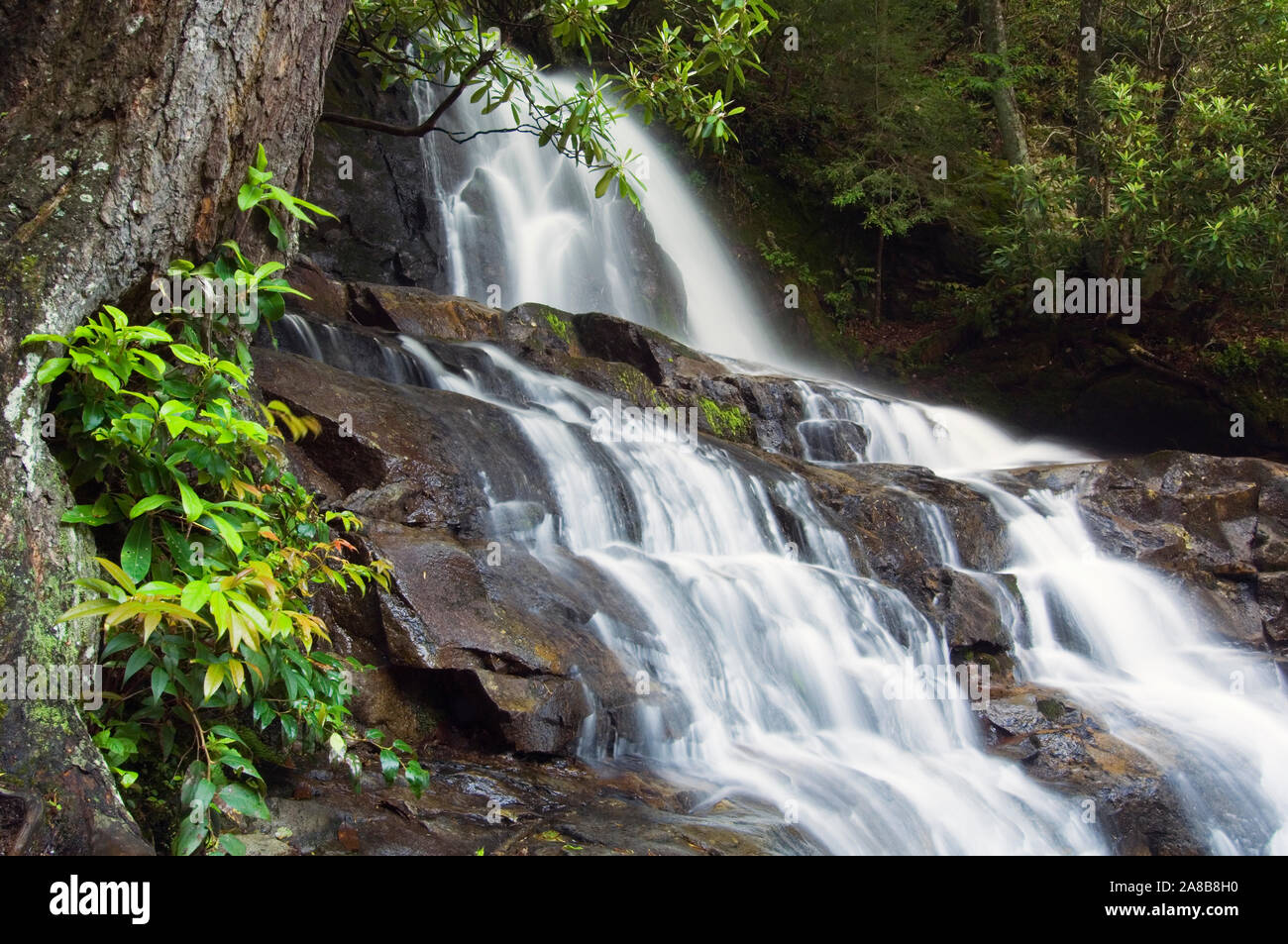 Paesaggio con cascata nella foresta, Laurel Creek Falls, Great Smoky Mountains National Park, Tennessee, Stati Uniti d'America Foto Stock