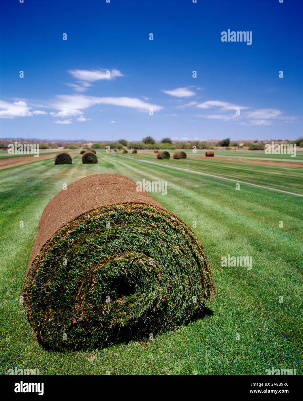 Arrotolato ricopra con zolle erbose in un campo, Arizona, Stati Uniti d'America Foto Stock